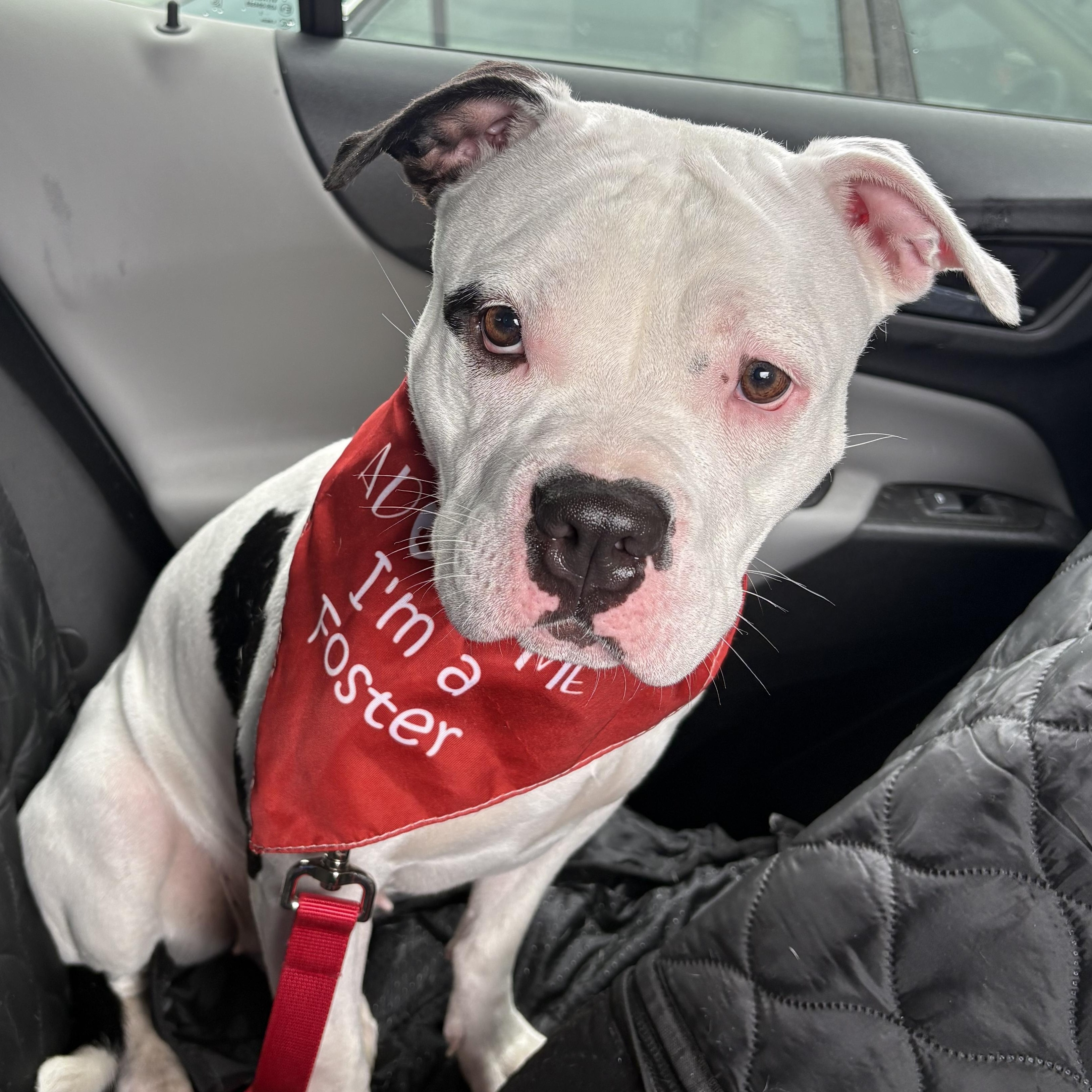 Enlarge Betty, a ADOPTABLE mixed breed in Palisades Park, NJ image 2/6