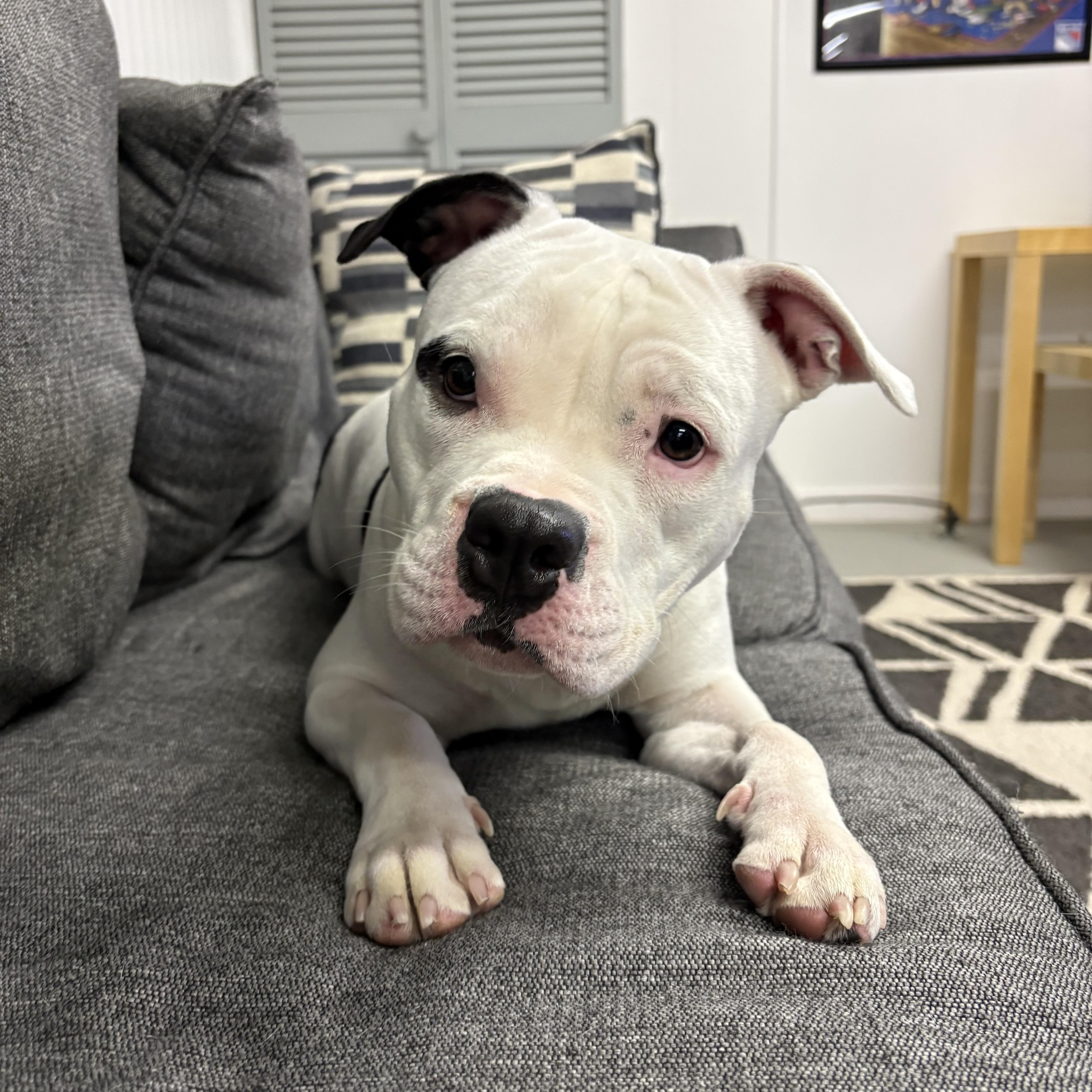 Enlarge Betty, a ADOPTABLE mixed breed in Palisades Park, NJ image 5/6