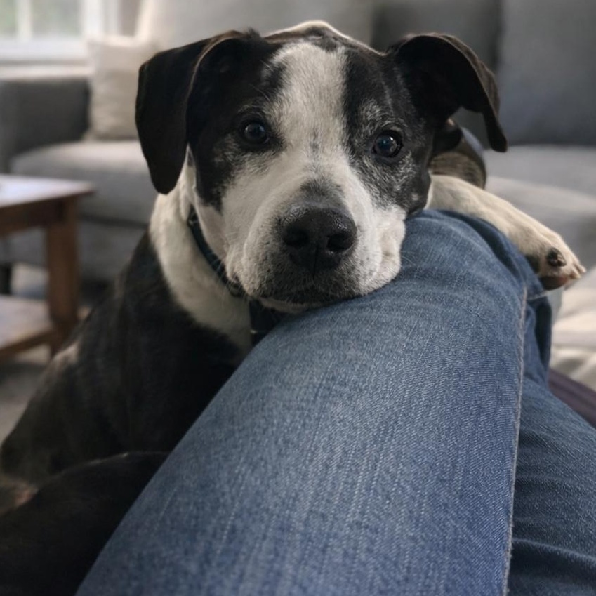 -Winston in New England, Adoptable, Senior Male Mixed Breed.