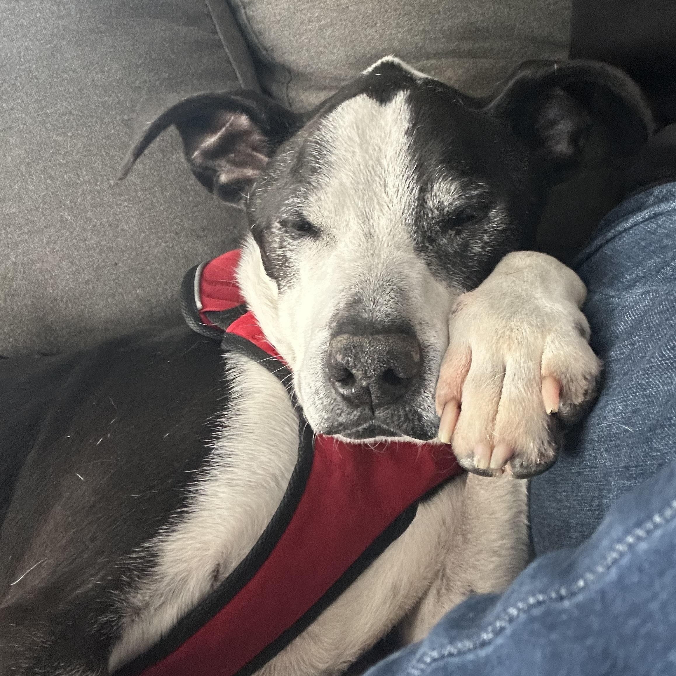 Enlarge -Winston in New England, a Adoptable Mixed Breed in Cumberland, ME image 5/6