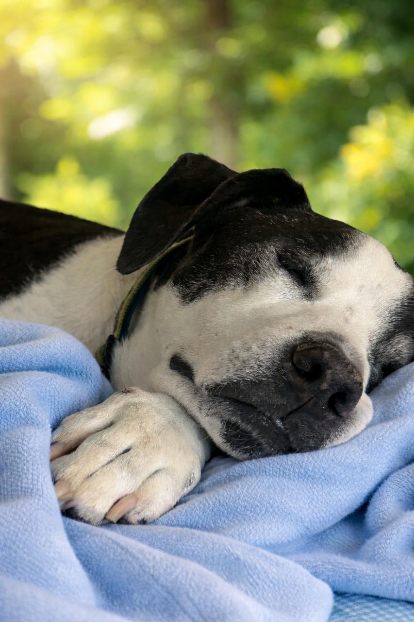 Enlarge -Winston in New England, a Adoptable Mixed Breed in Cumberland, ME image 6/6