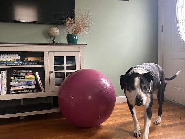 -Winston in New England, a Adoptable Mixed Breed in Cumberland, ME image 2/6