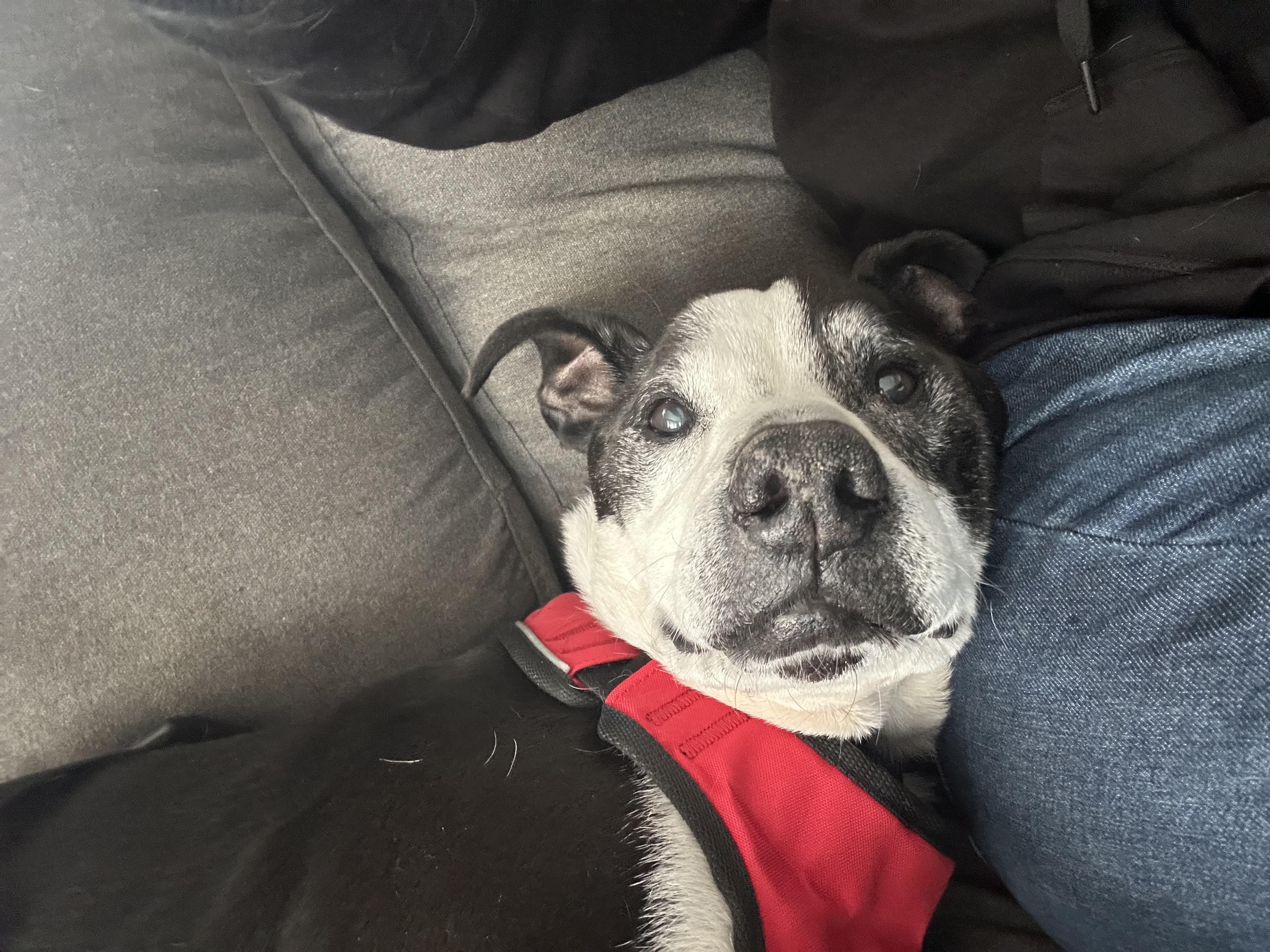 -Winston in New England, a Adoptable Mixed Breed in Cumberland, ME image 5/6