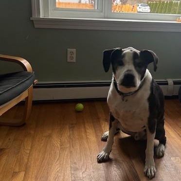 -Winston in New England, a Adoptable Mixed Breed in Cumberland, ME image 3/6