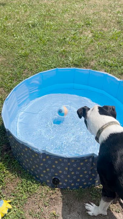 Enlarge -Winston in New England, a Adoptable Mixed Breed in Cumberland, ME video 6/6