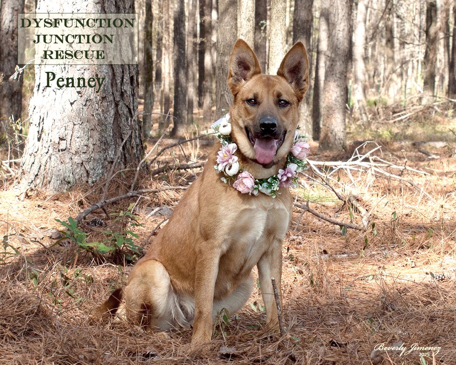 Enlarge Penney, a Adopted Belgian Shepherd / Malinois in Jeffersonville, GA image 3/3