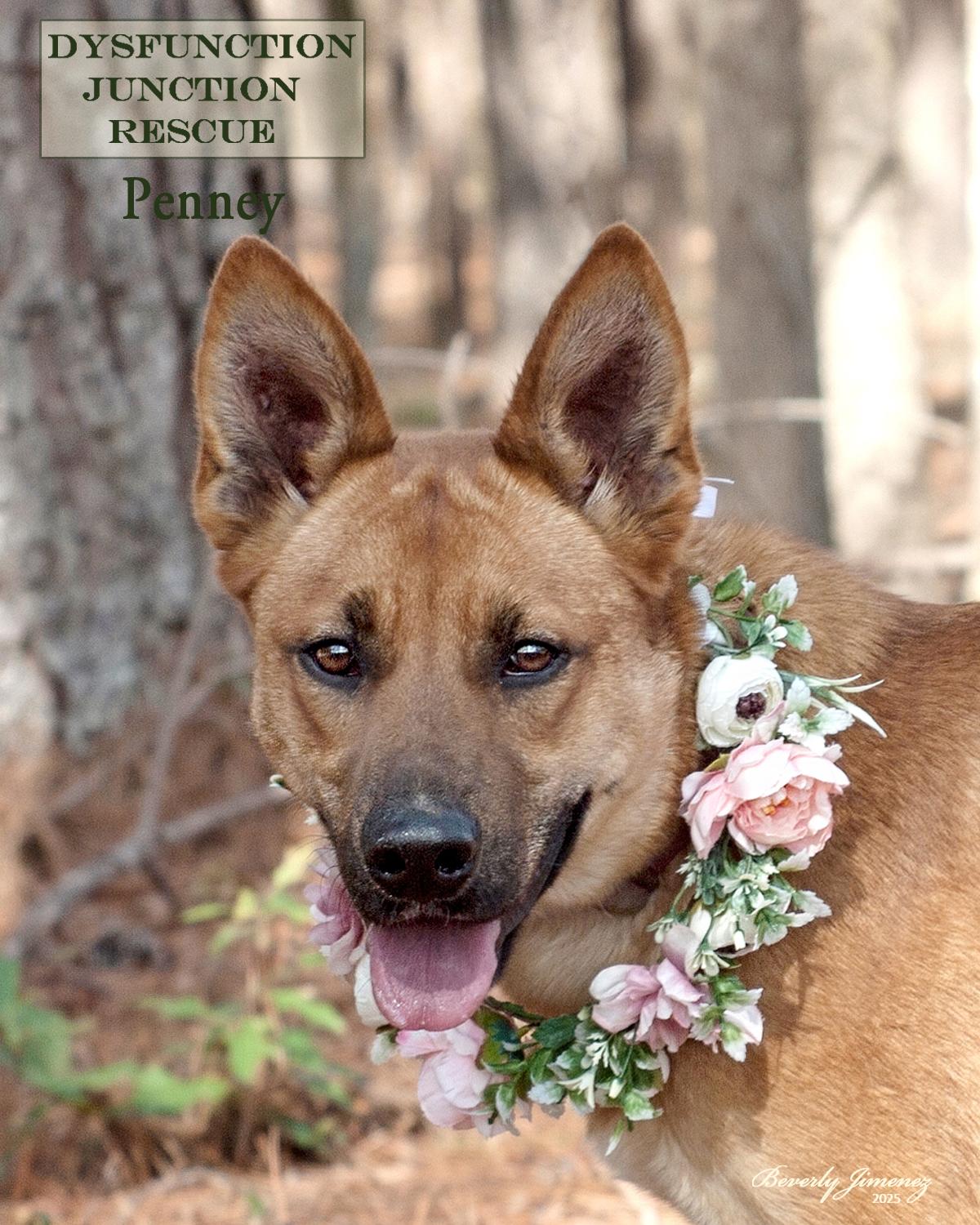 Penney, Adopted, Young Female Belgian Shepherd / Malinois.