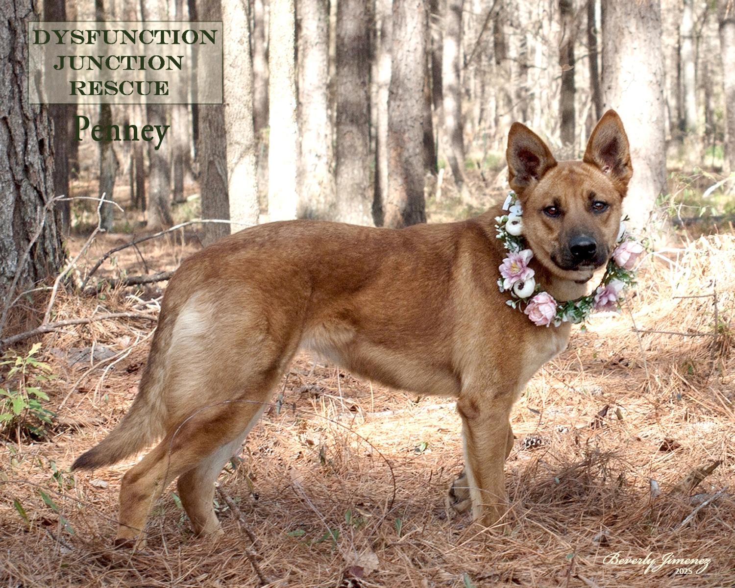 Enlarge Penney, a Adopted Belgian Shepherd / Malinois in Jeffersonville, GA image 2/3