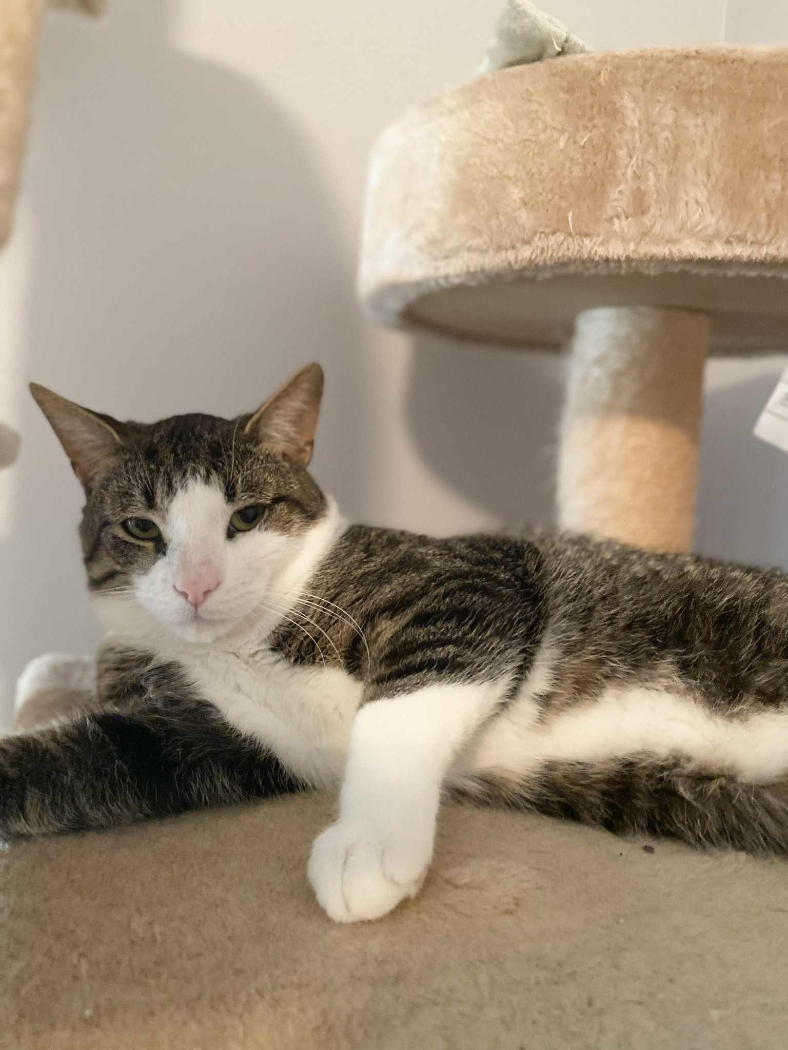 Hopper, a Adoptable Domestic Short Hair in Shakespeare, ON image 1/4