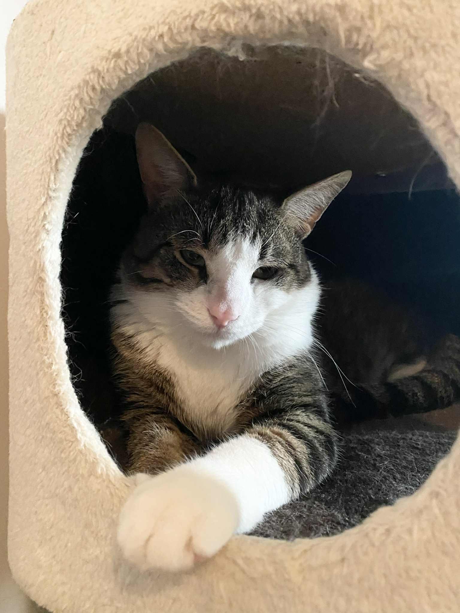 Hopper, Young Male Domestic Short Hair
