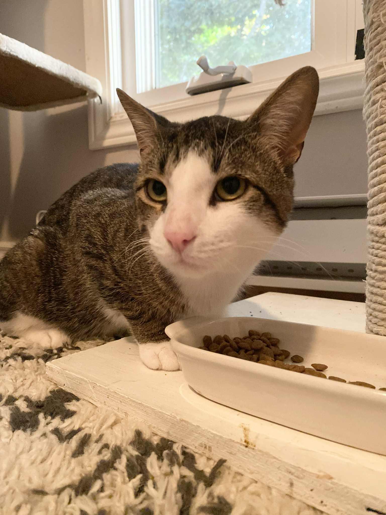 Hopper, a Adoptable Domestic Short Hair in Shakespeare, ON image 3/4