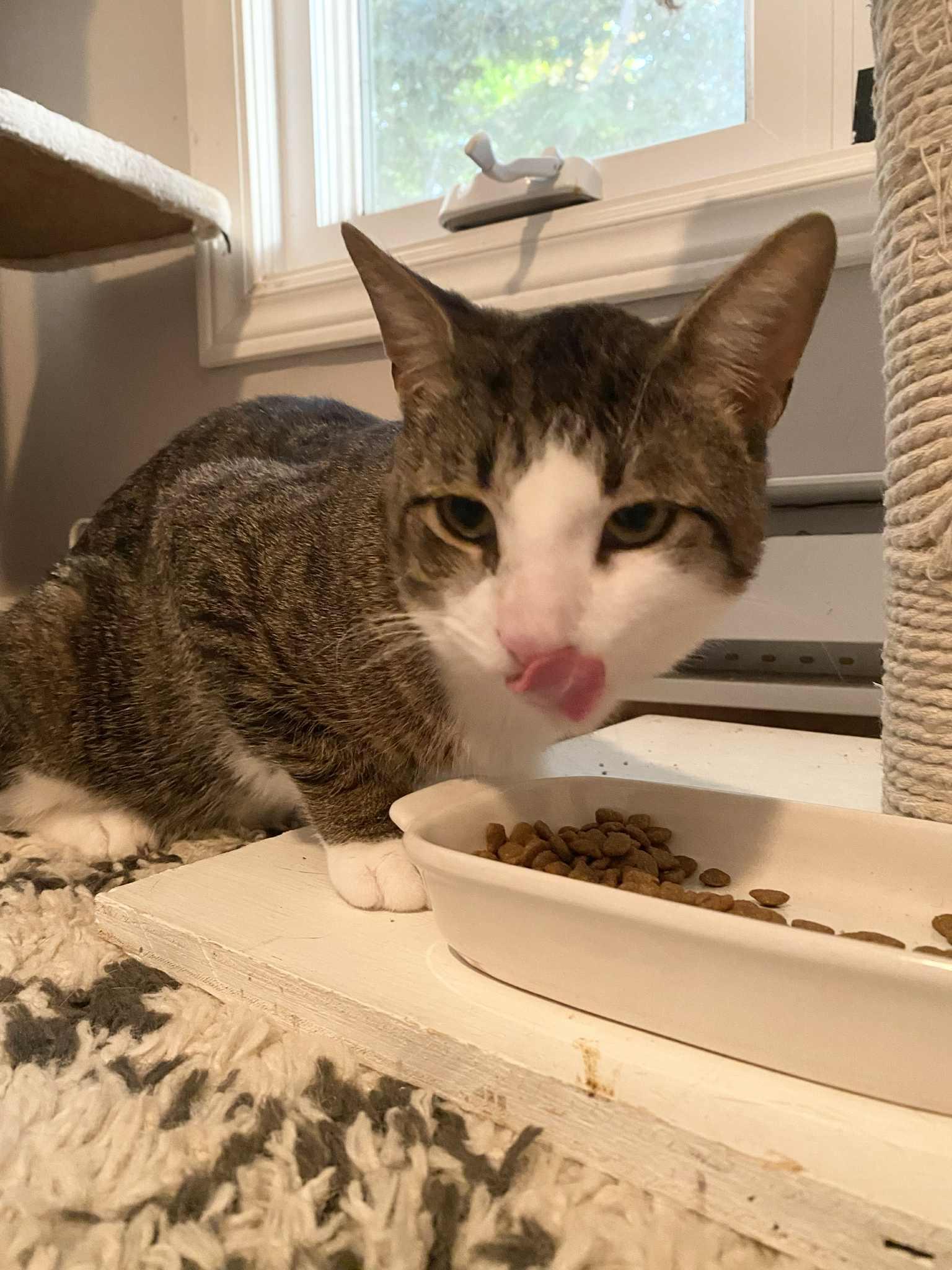 Hopper, a Adoptable Domestic Short Hair in Shakespeare, ON image 4/4