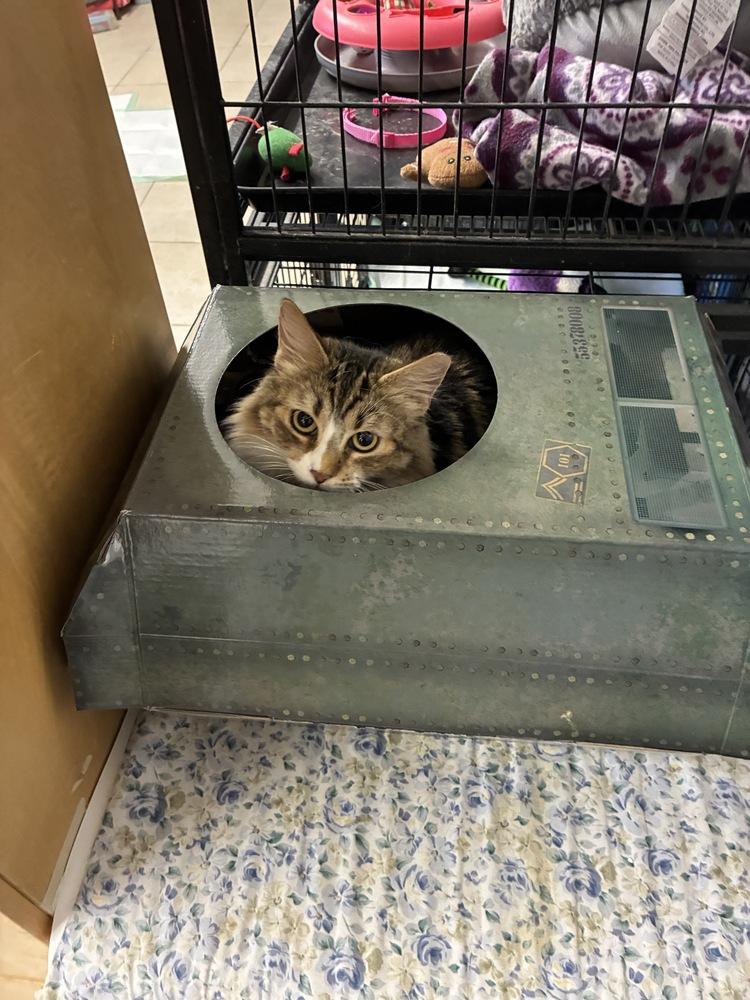 Enlarge Rosalina, a Adoptable Domestic Medium Hair in Randolph, MA image 2/3