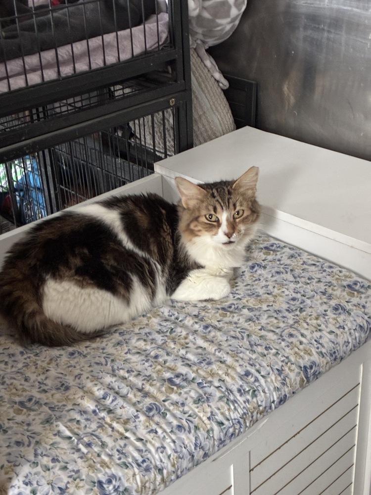 Rosalina, Adoptable, Young Female Domestic Medium Hair.