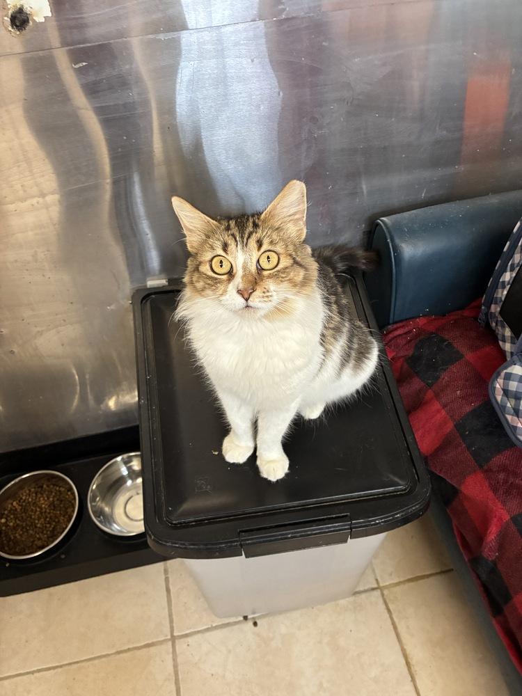 Enlarge Rosalina, a Adoptable Domestic Medium Hair in Randolph, MA image 3/3