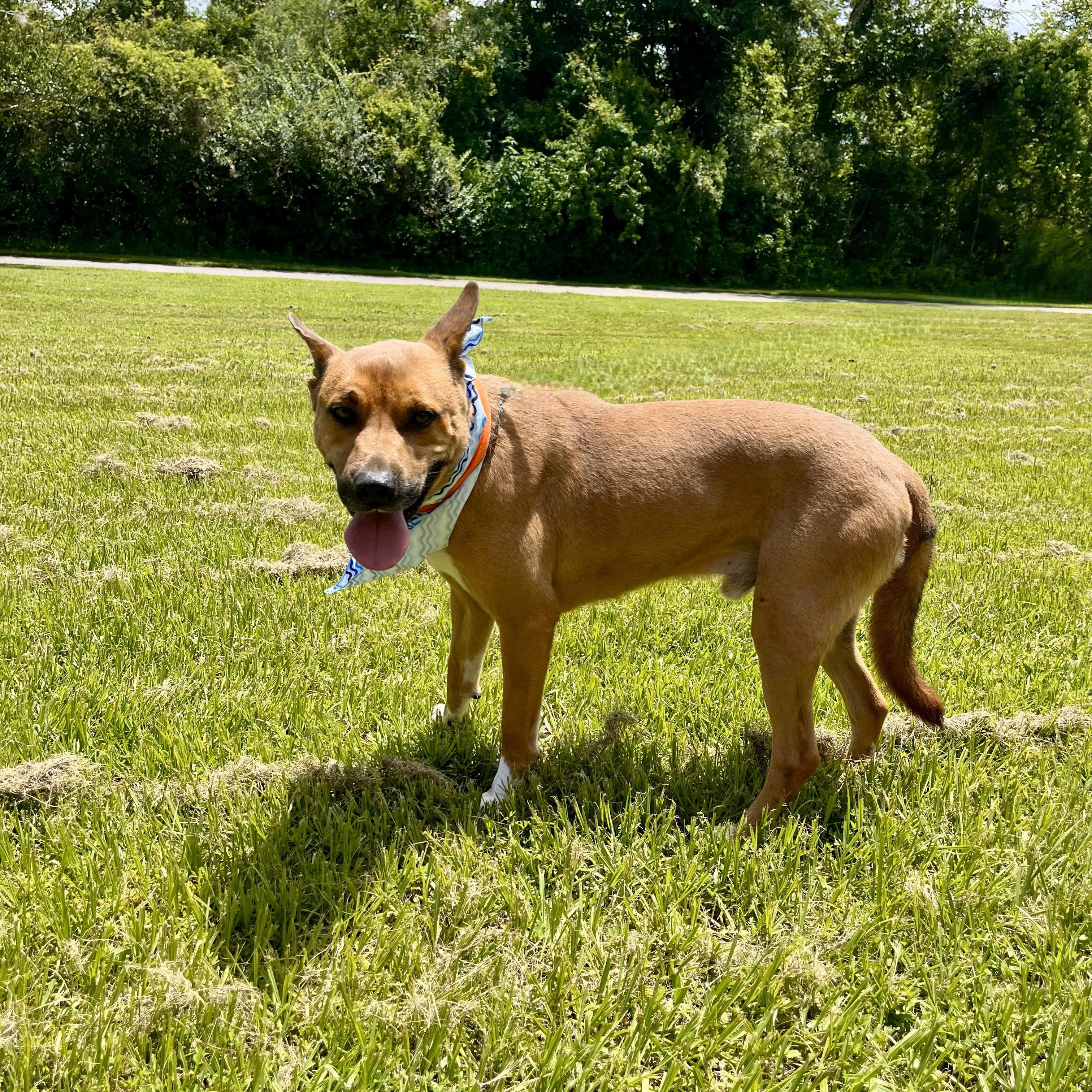 Stan — thumbnail 4