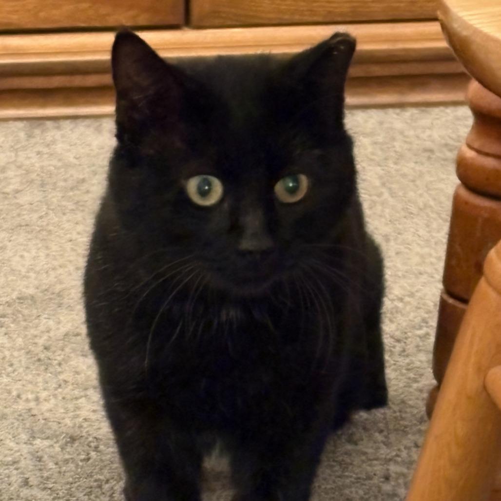 Smokey Joe, Adoptable, Adult Male Domestic Short Hair.