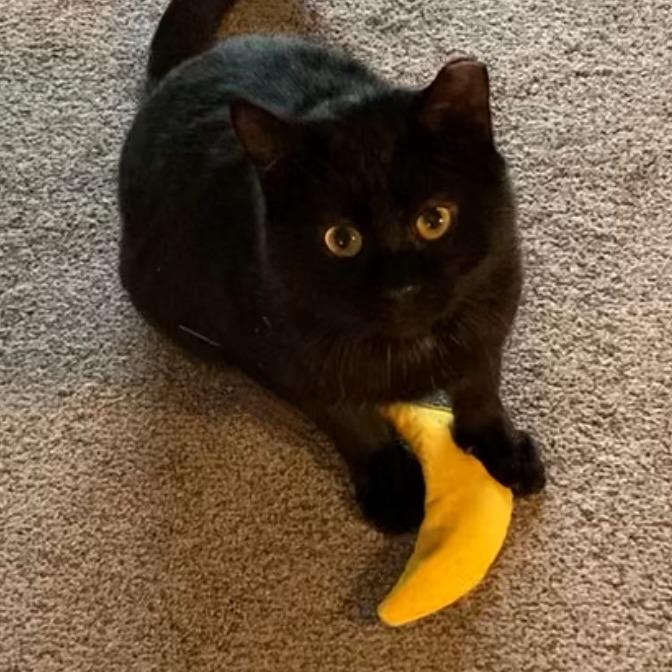 Smokey Joe, a Adoptable Domestic Short Hair in St. Louis, MO image 2/6