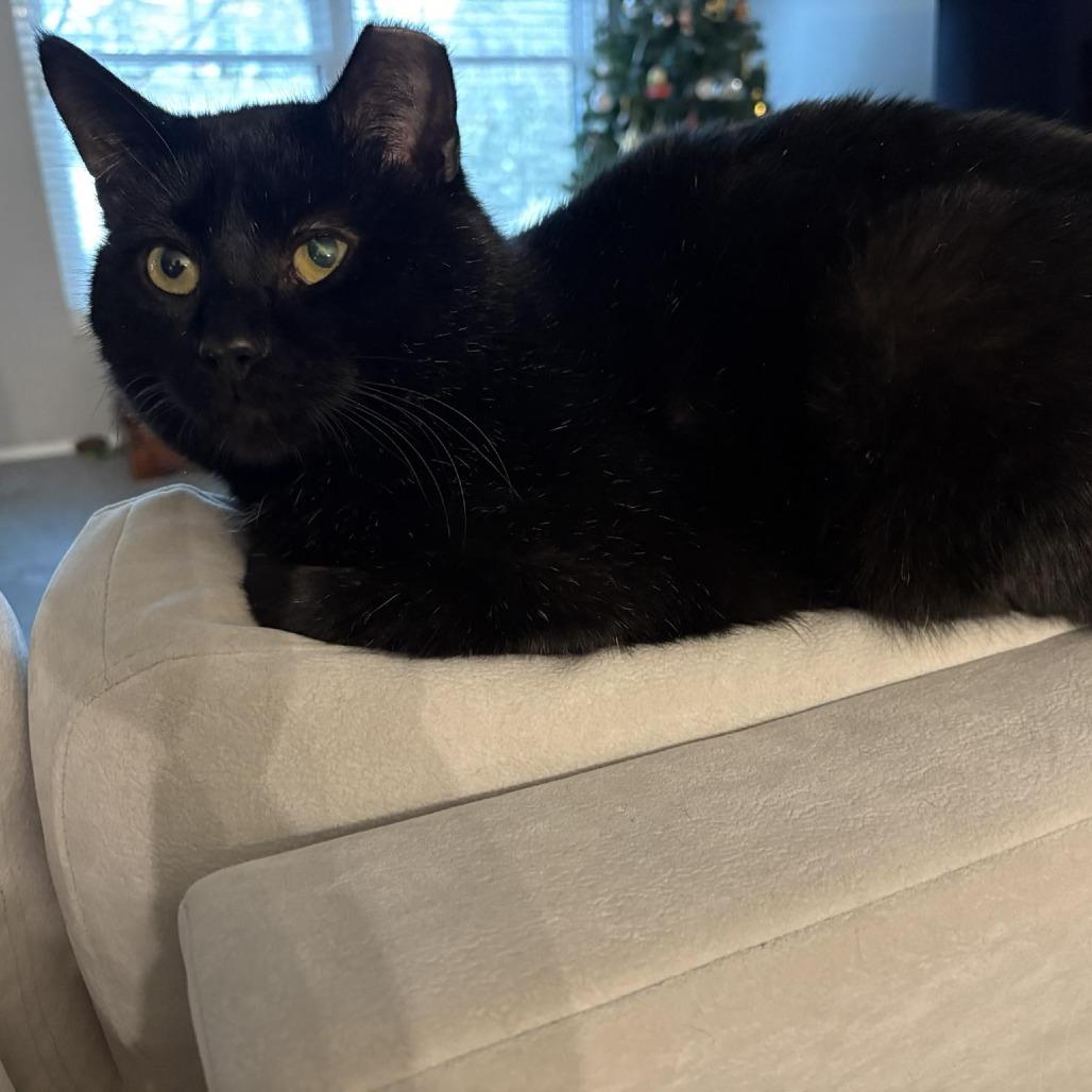 Smokey Joe, a Adoptable Domestic Short Hair in St. Louis, MO image 3/6