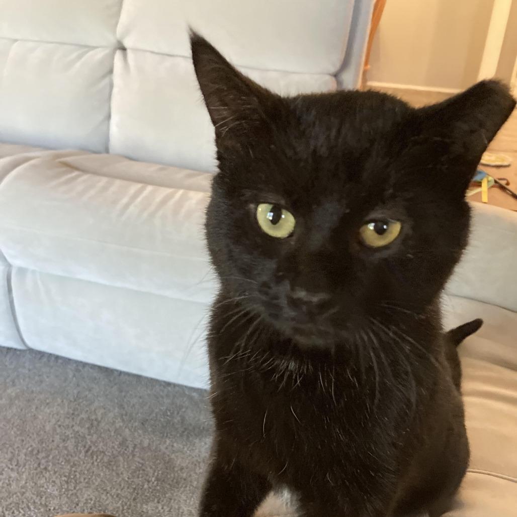 Smokey Joe, a Adoptable Domestic Short Hair in St. Louis, MO image 4/6