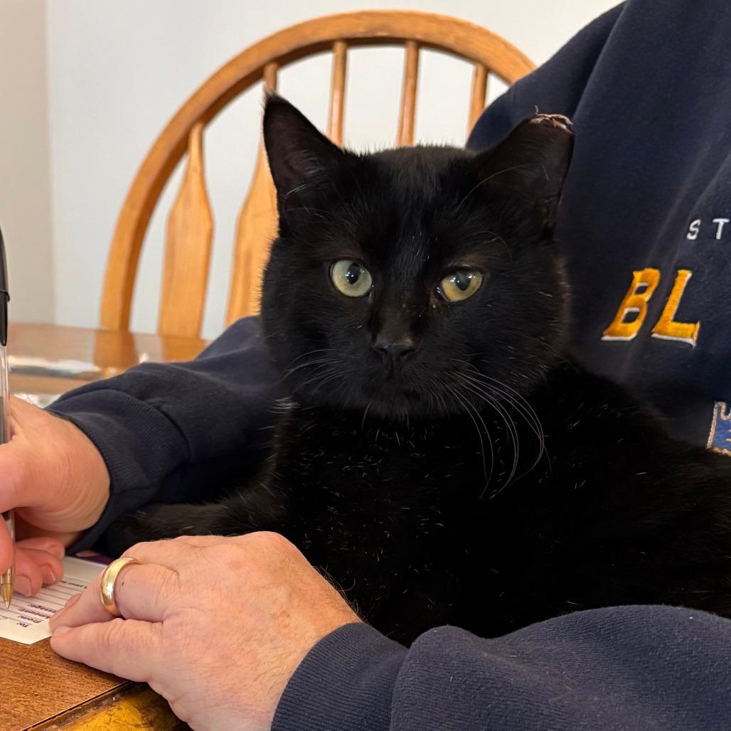 Smokey Joe, a Adoptable Domestic Short Hair in St. Louis, MO image 5/6