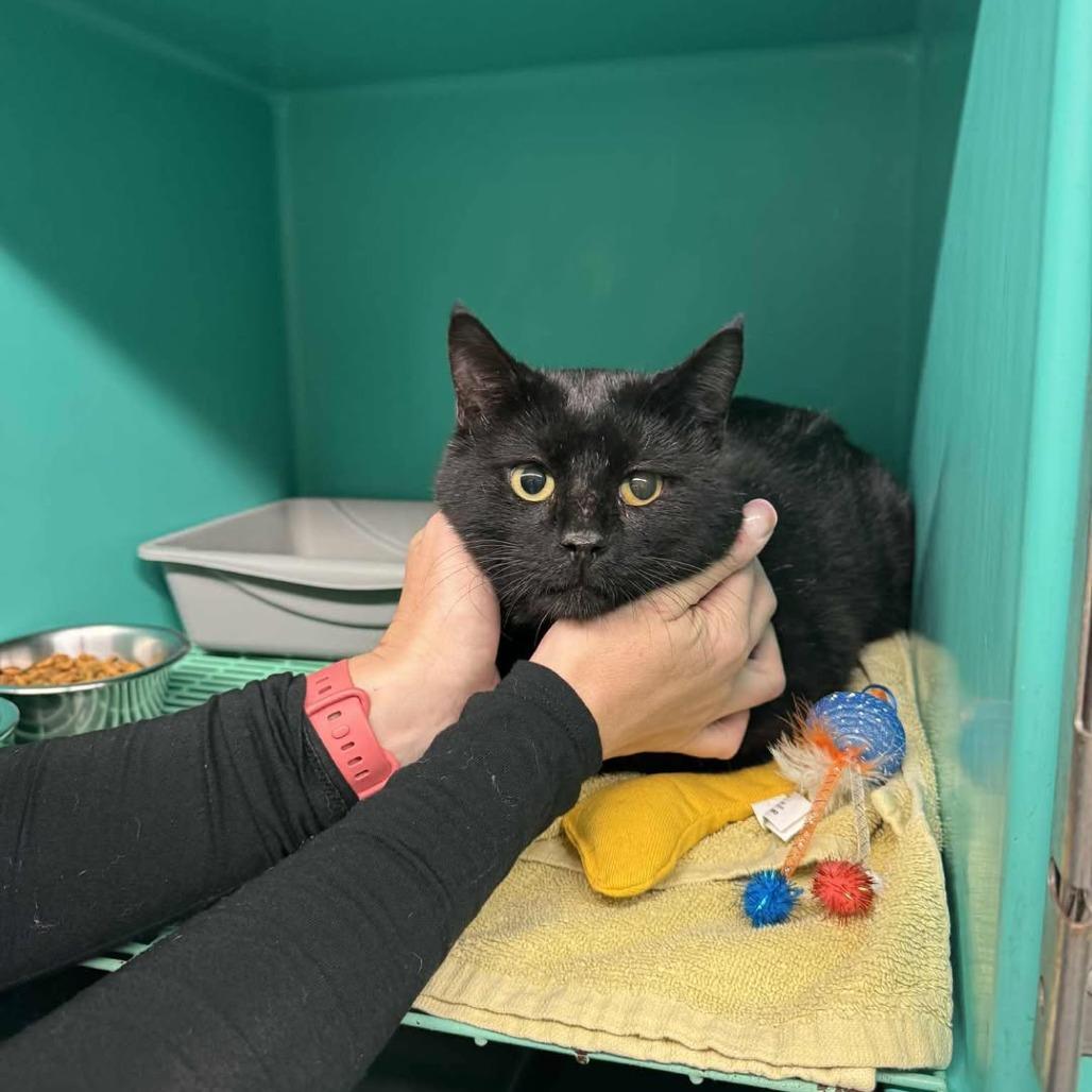 Smokey Joe, a Adoptable Domestic Short Hair in St. Louis, MO image 6/6