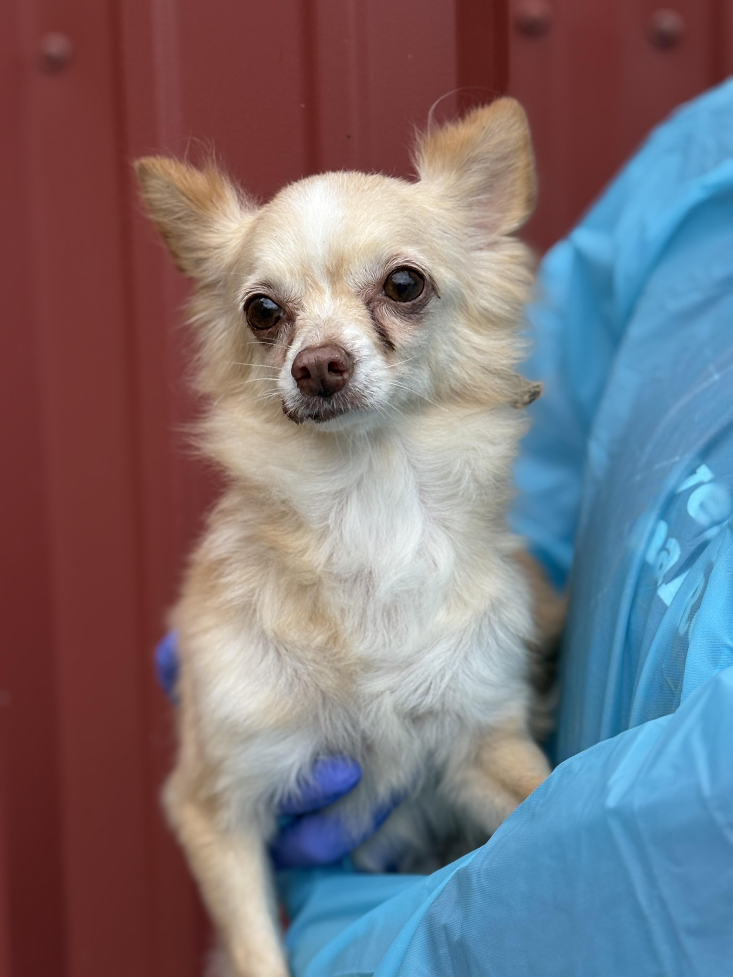 Enlarge Lacy, a Adoptable Chihuahua in Louisa, VA image 2/6
