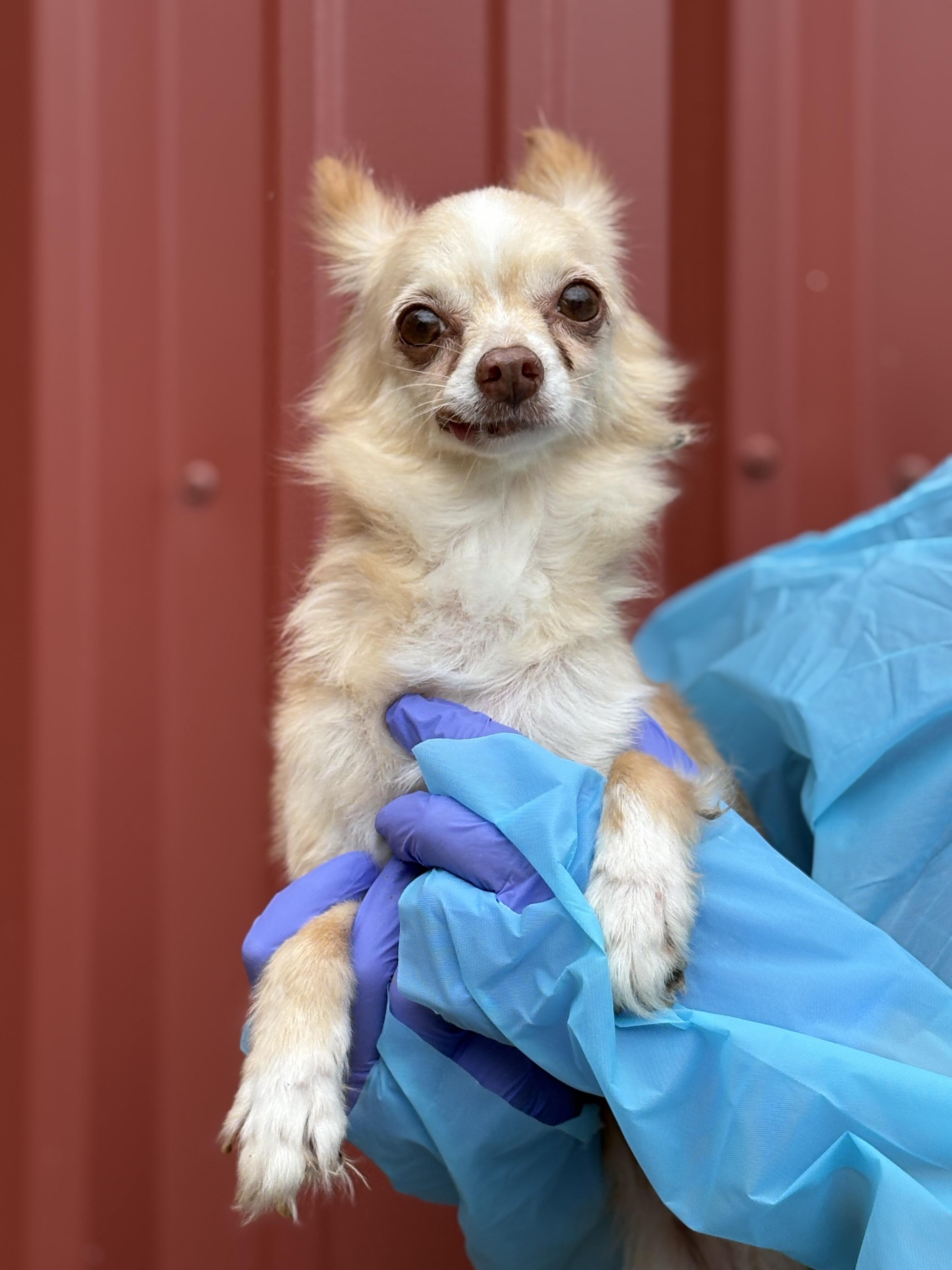 Enlarge Lacy, a Adoptable Chihuahua in Louisa, VA image 3/6