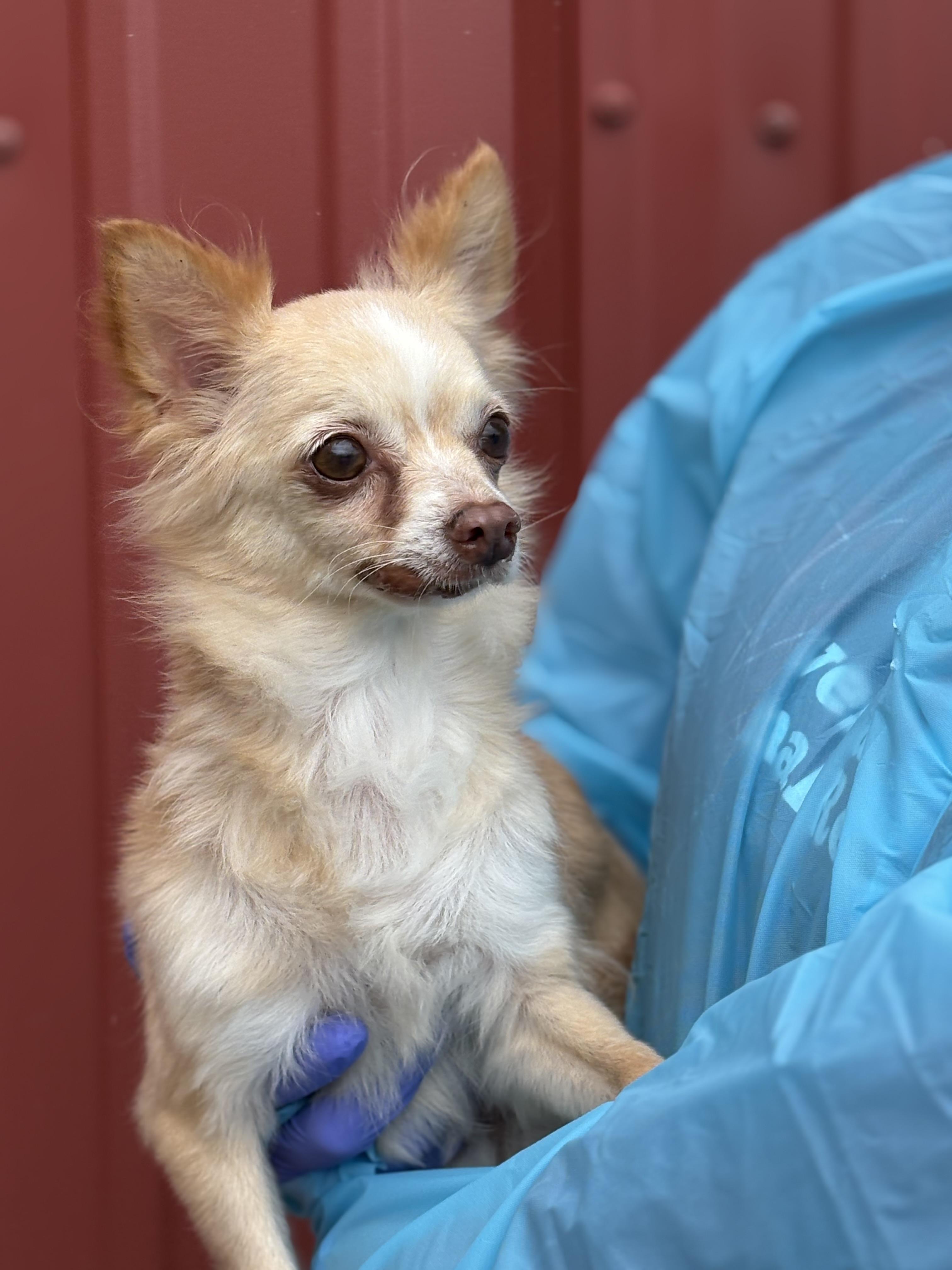 Enlarge Lacy, a Adoptable Chihuahua in Louisa, VA image 4/6