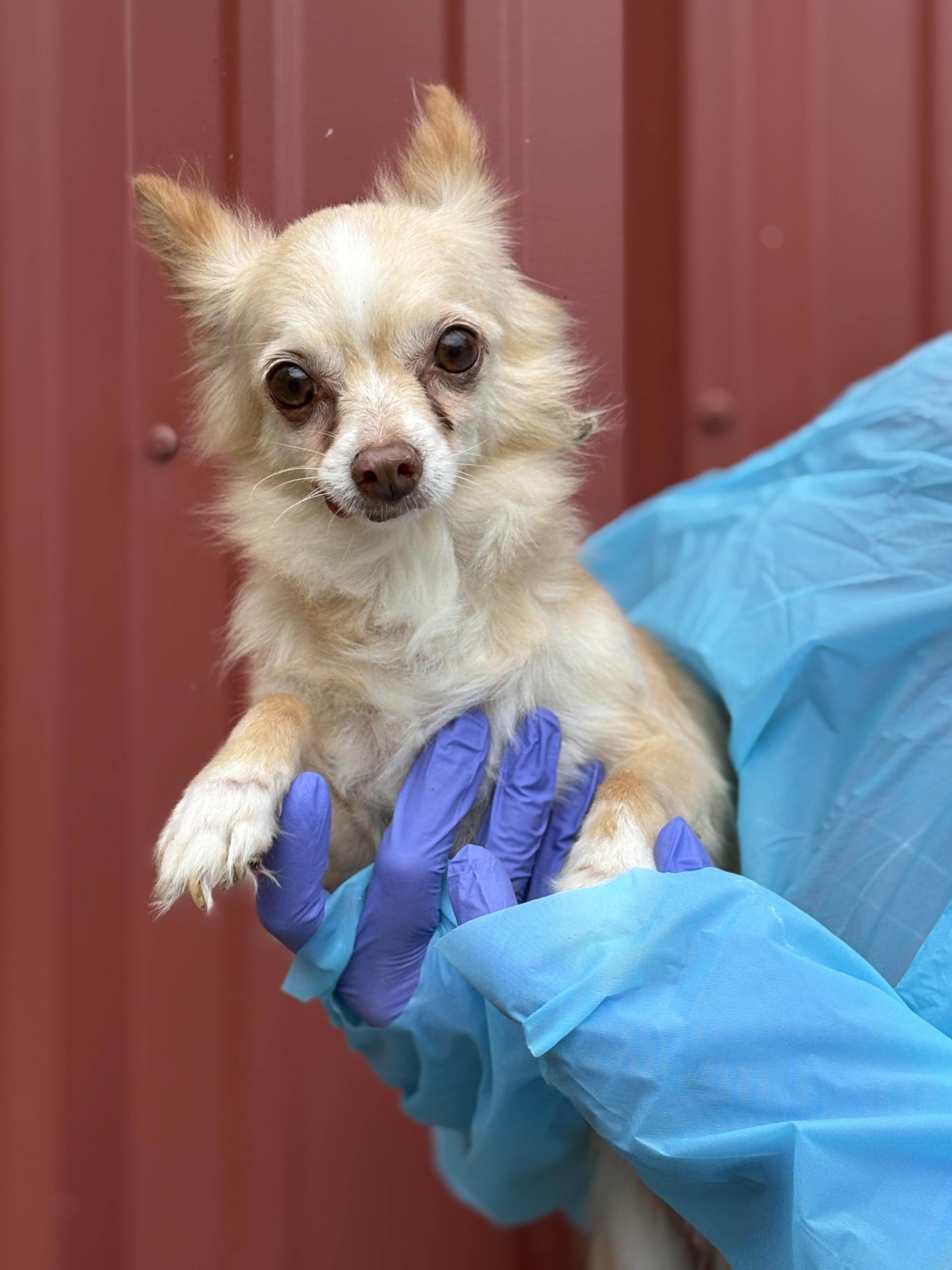 Enlarge Lacy, a Adoptable Chihuahua in Louisa, VA image 5/6