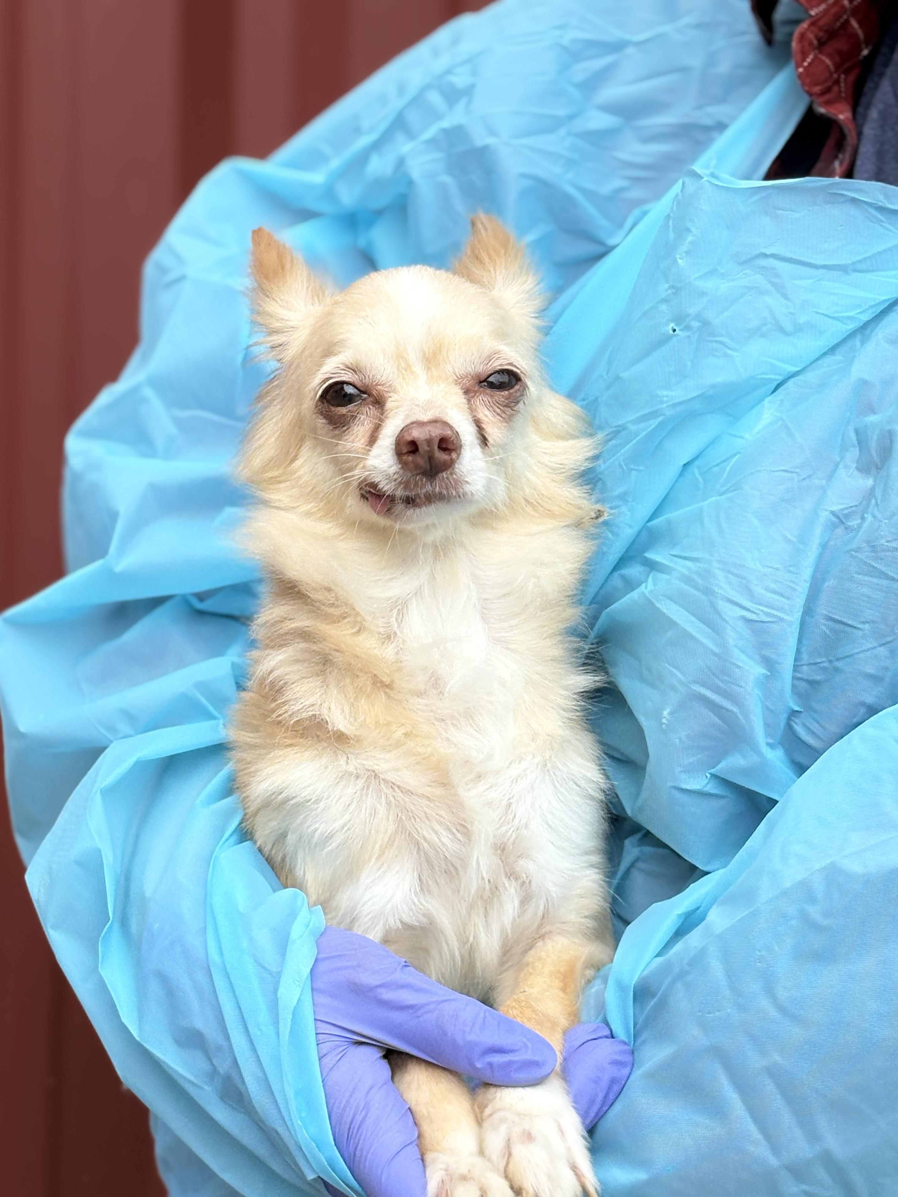 Enlarge Lacy, a Adoptable Chihuahua in Louisa, VA image 6/6