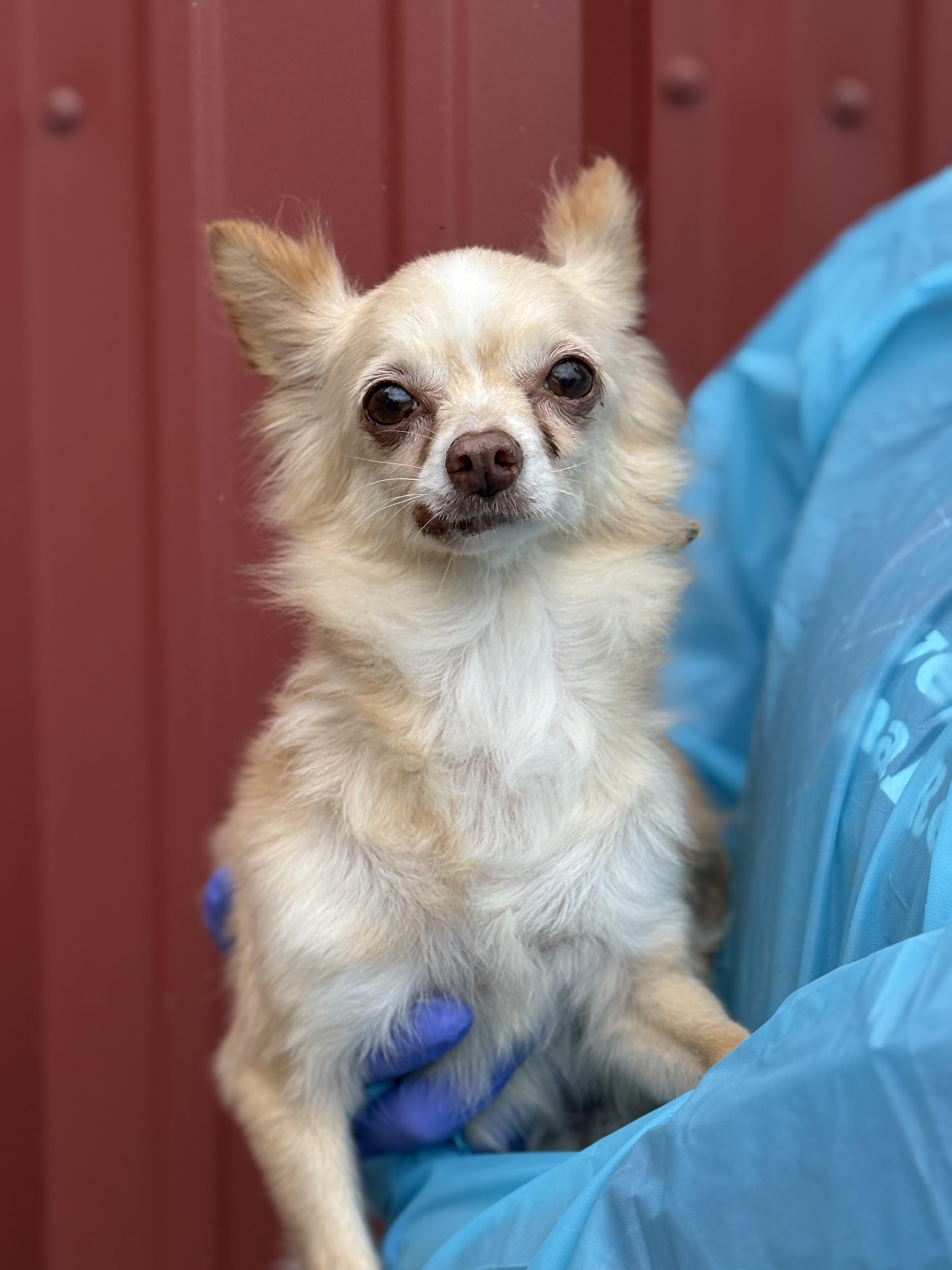 Lacy, Adoptable, Senior Female Chihuahua.