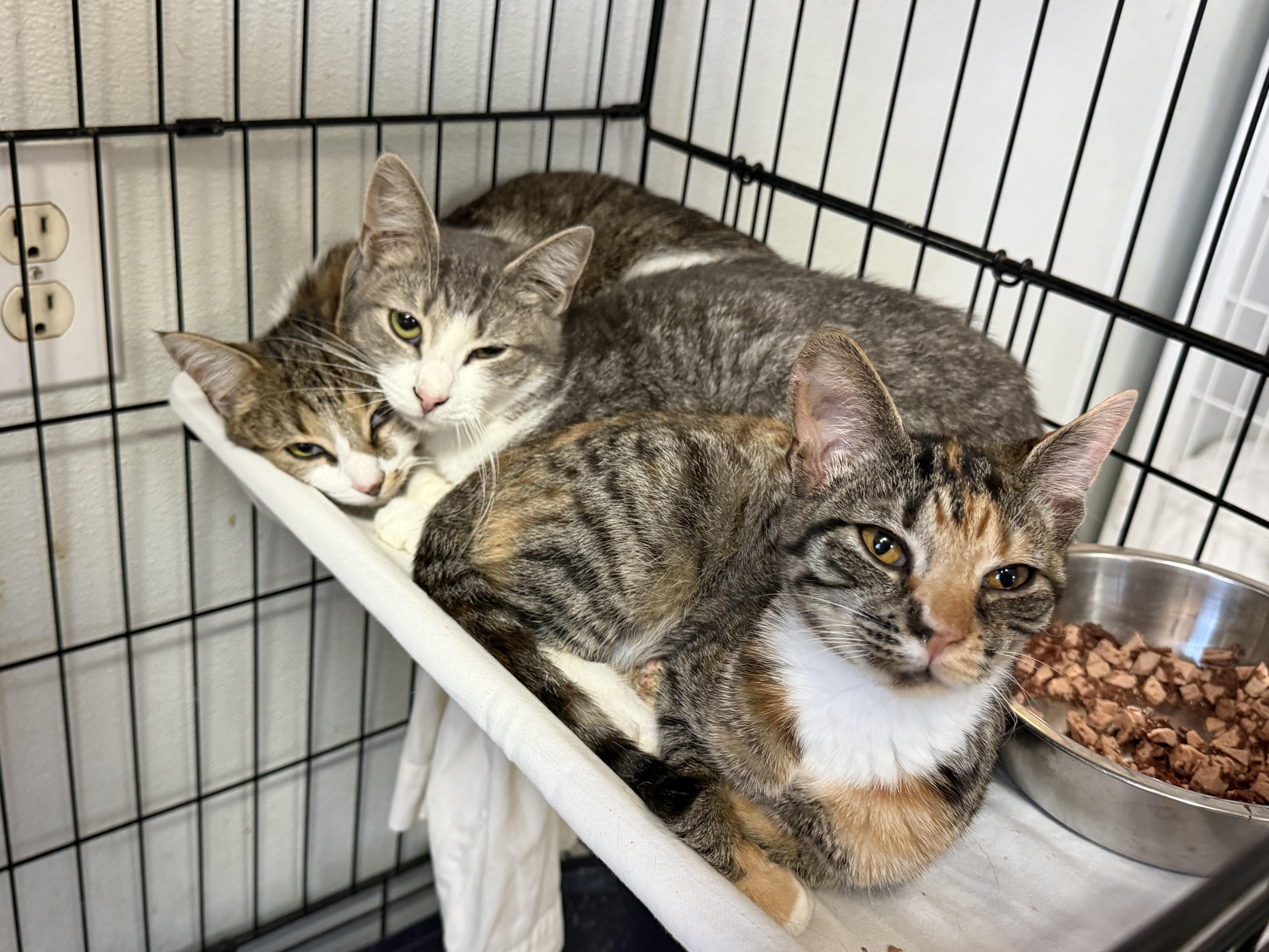 Enlarge Everything Nice, a Adopted mixed breed in Smithtown, NY image 2/4