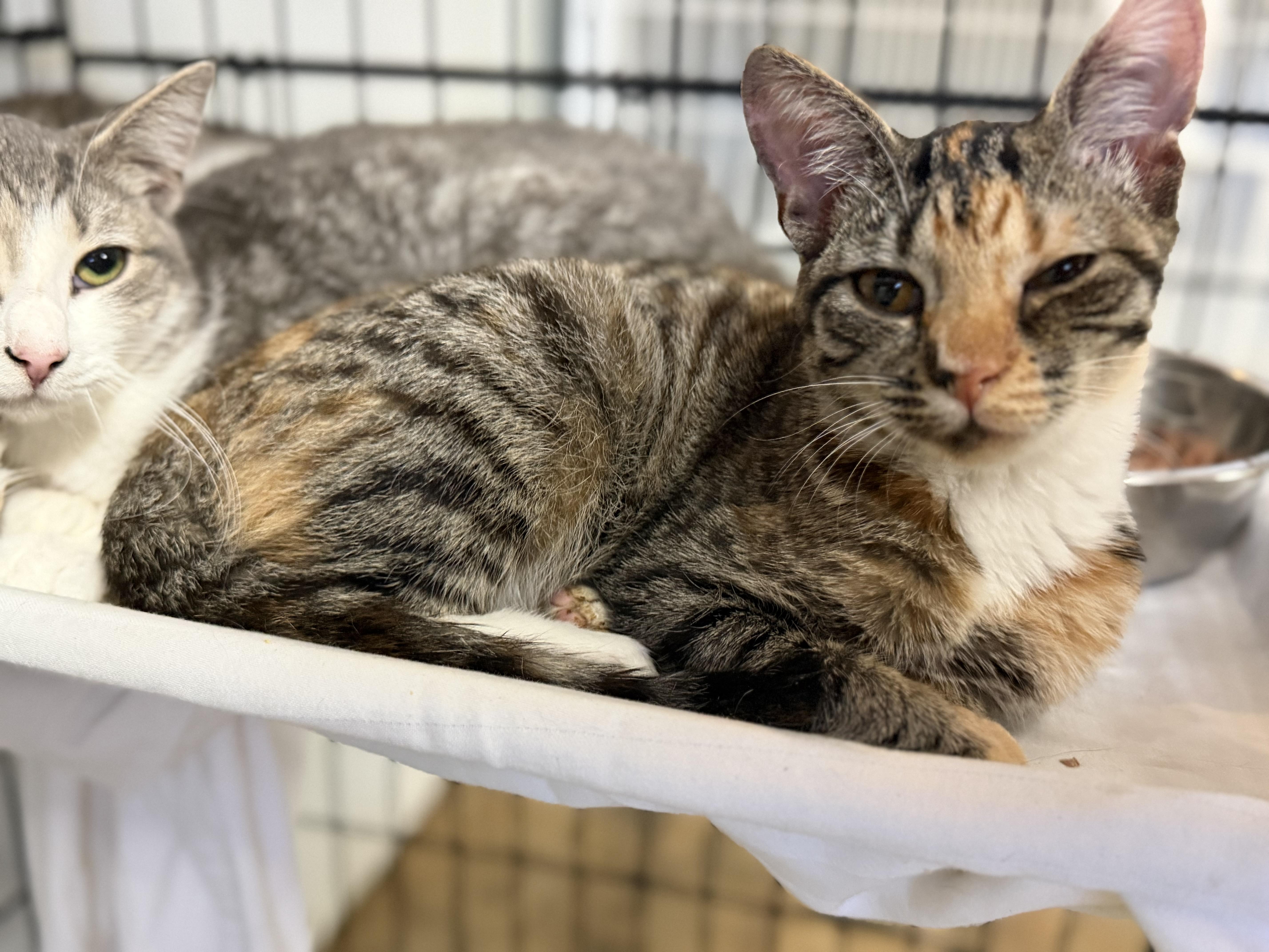 Enlarge Everything Nice, a Adopted mixed breed in Smithtown, NY image 3/4