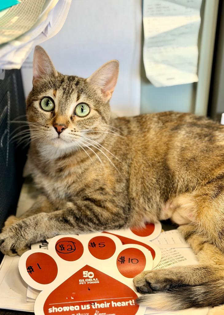 Enlarge Ophelia, a Adoptable mixed breed in Calgary, AB image 1/6