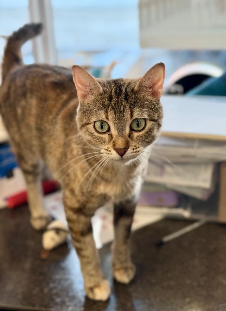 Enlarge Ophelia, a Adoptable mixed breed in Calgary, AB image 2/6