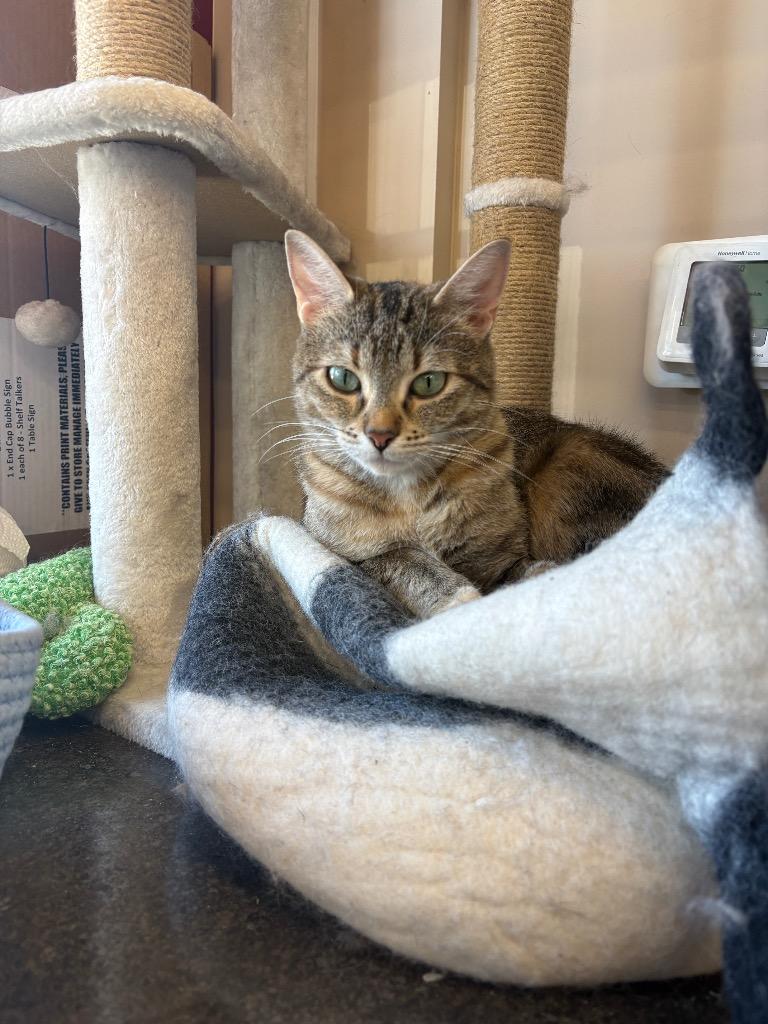 Enlarge Ophelia, a Adoptable mixed breed in Calgary, AB image 3/6