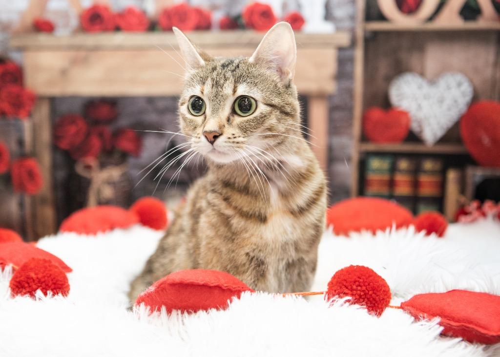 Enlarge Ophelia, a Adoptable mixed breed in Calgary, AB image 4/6