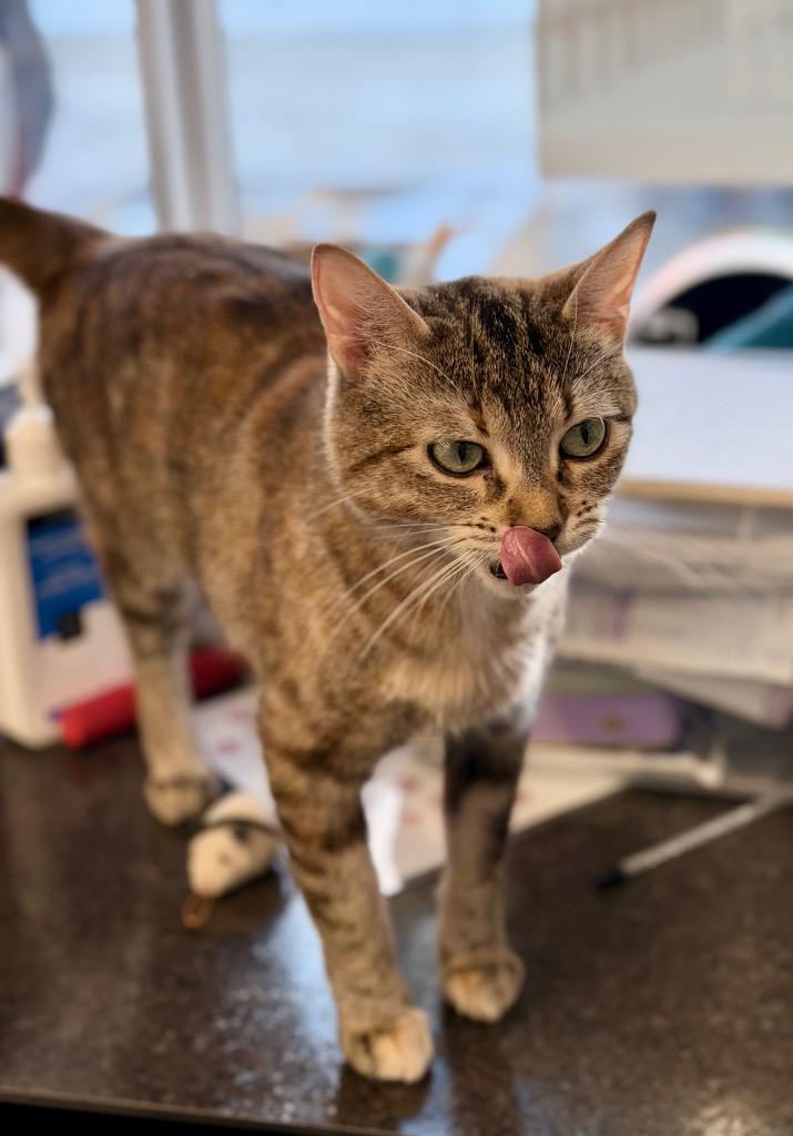 Enlarge Ophelia, a Adoptable mixed breed in Calgary, AB image 6/6