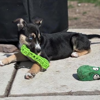 Enlarge Nyx, an adopted mixed breed in Ayden, NC image 6/6