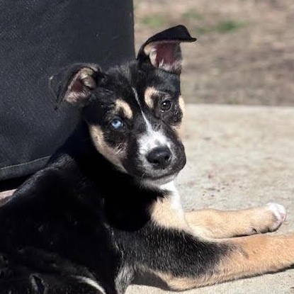 Enlarge Nyx, an adopted mixed breed in Ayden, NC image 5/6