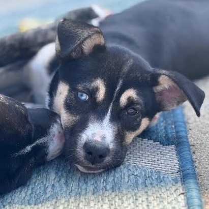 Enlarge Nyx, an adopted mixed breed in Ayden, NC image 4/6