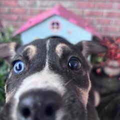 Enlarge Nyx, an adopted mixed breed in Ayden, NC image 2/6