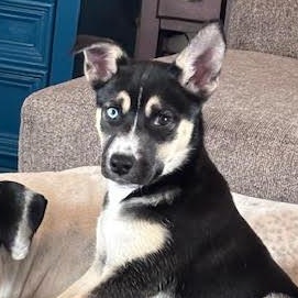 Enlarge Nyx, an adopted mixed breed in Ayden, NC image 1/6