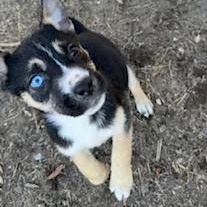 Enlarge Nyx, an adopted mixed breed in Ayden, NC image 3/6