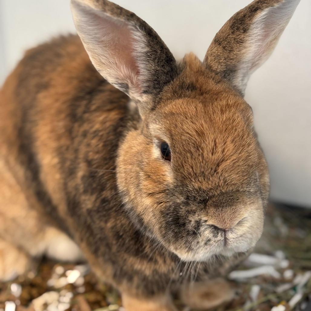 Ginger, a Adoptable American in Dover, NH image 1/3