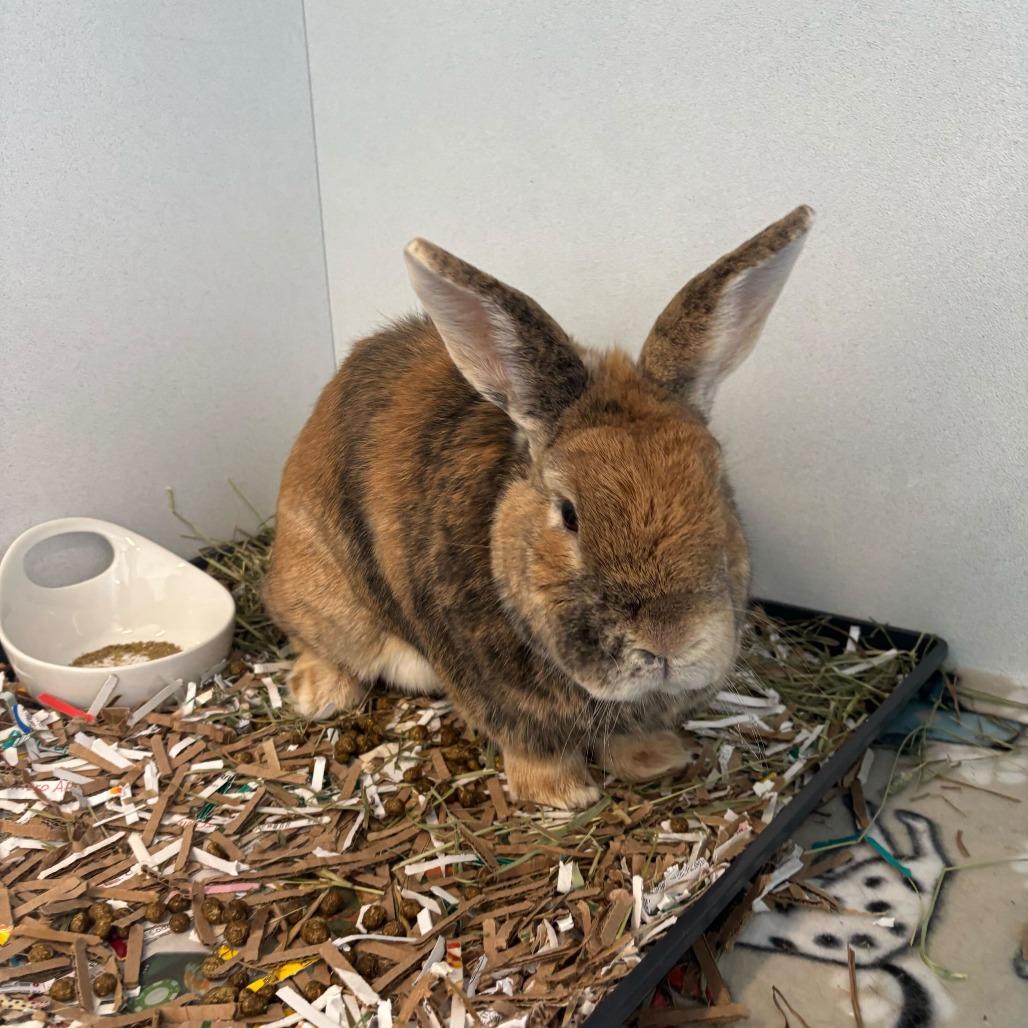 Ginger, a Adoptable American in Dover, NH image 2/3