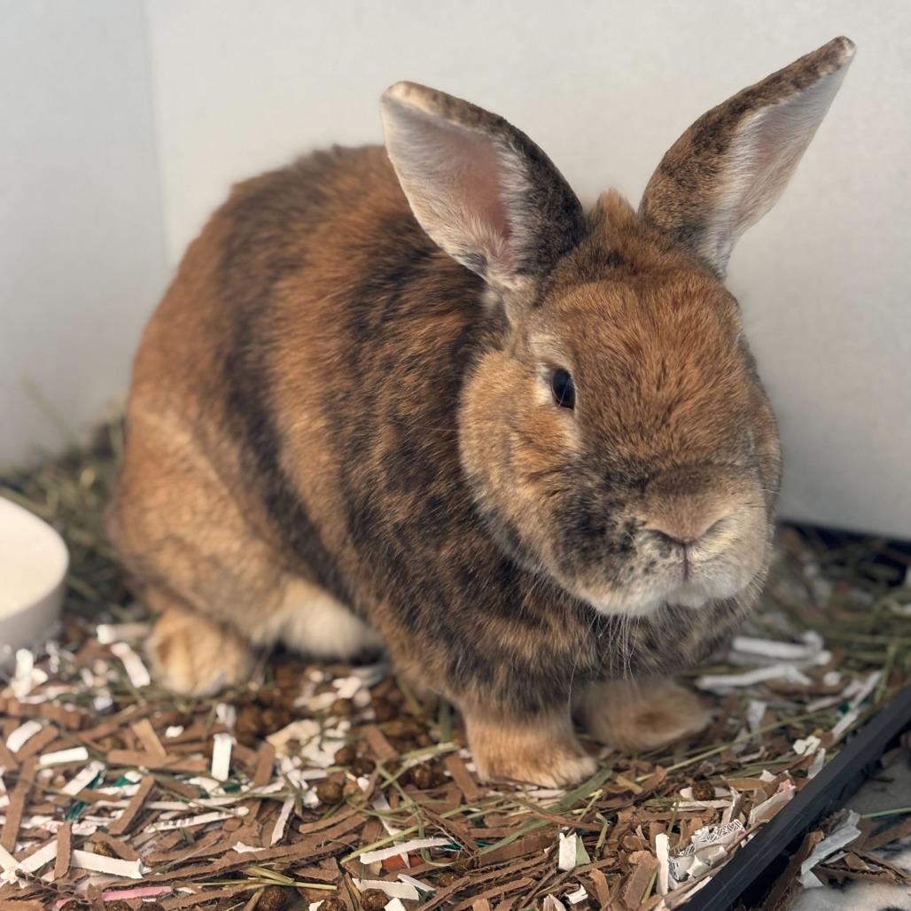 Ginger, a Adoptable American in Dover, NH image 3/3