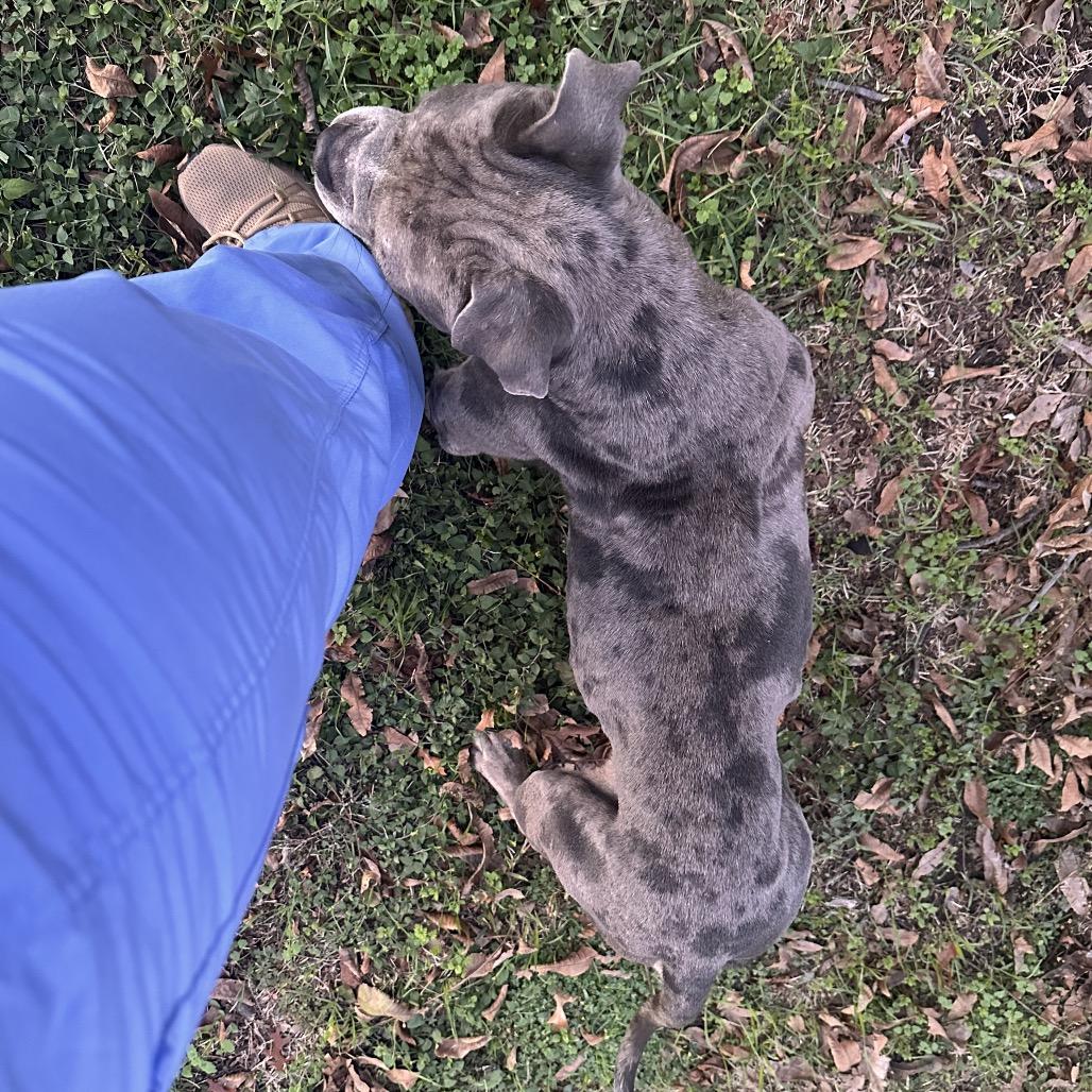 Charlie Boy, Adoptable, Adult Male Pit Bull Terrier.