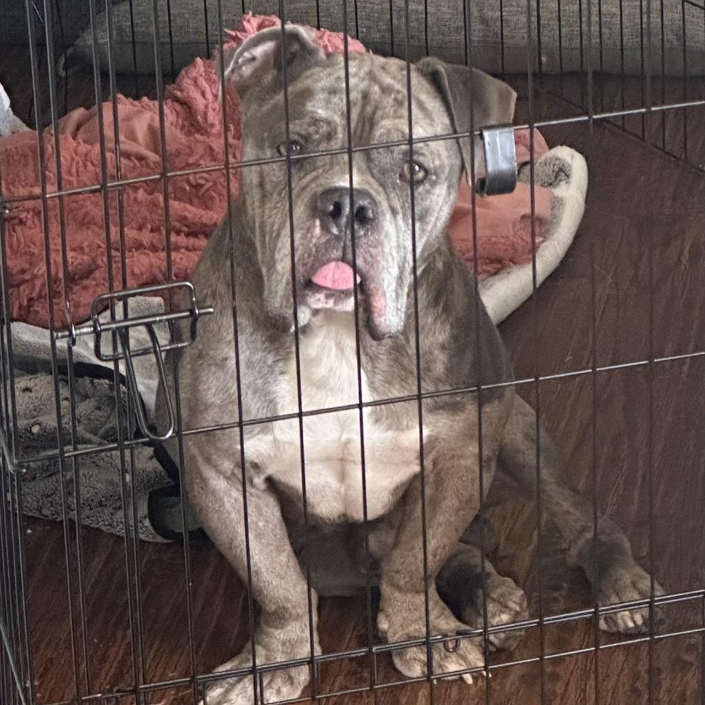 Enlarge Charlie Boy, a Adoptable Pit Bull Terrier in Dallas, TX image 2/4